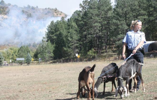 woman leading goats with fire in background